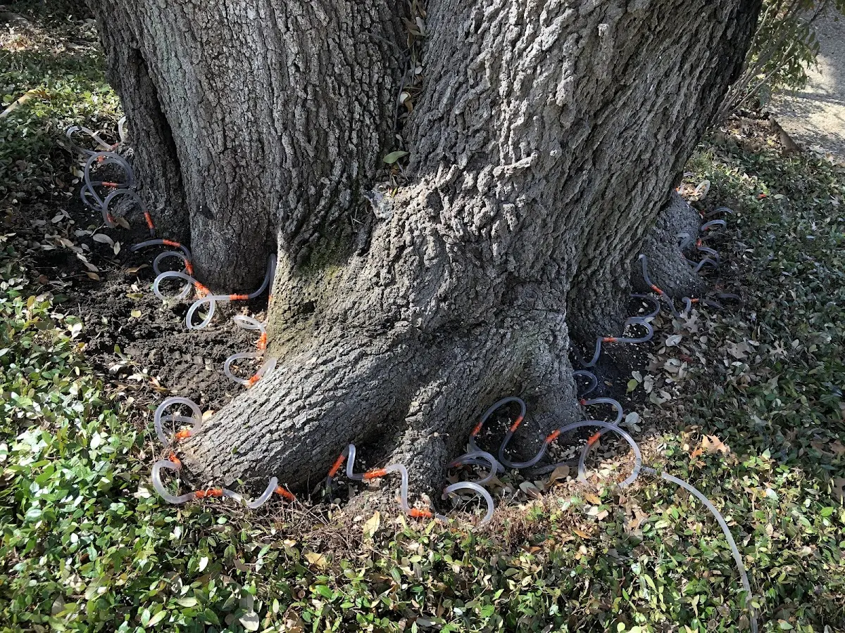 Detailed Tree Cabling and Bracing job site in Hilliard