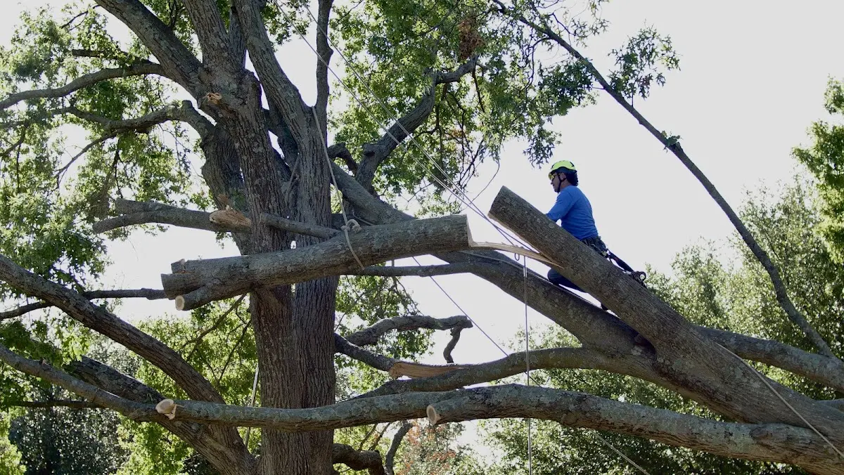 Professional Hazardous Tree Removal performed by certified arborists in Hilliard